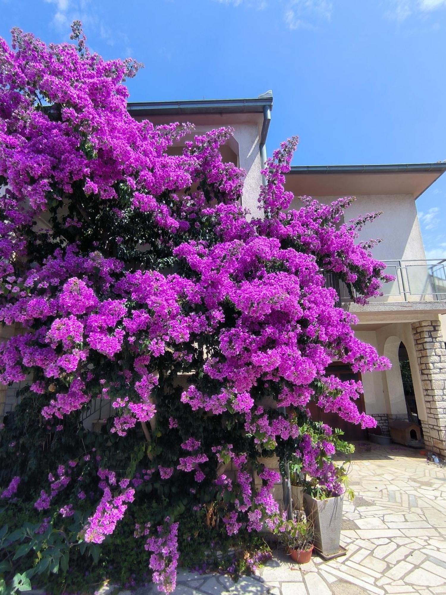 Apartment Rosa *