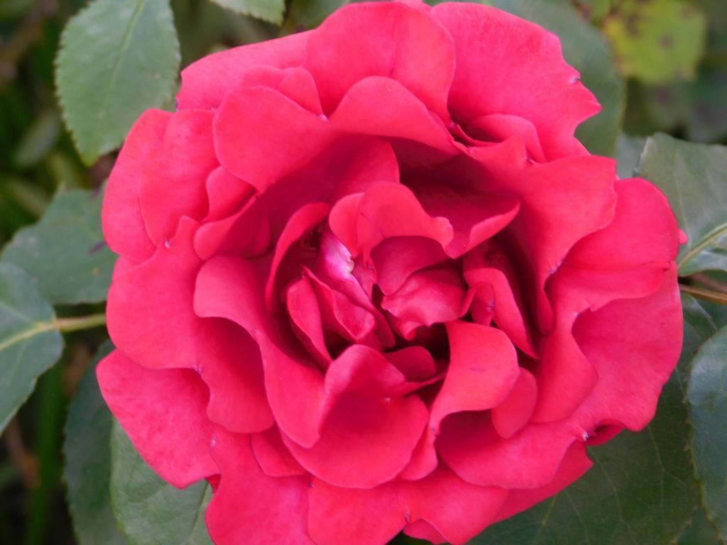 Appartement Rosa *